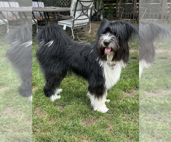 Medium Photo #26 Mutt Puppy For Sale in New York, NY, USA