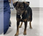 Small #1 Retriever  Mix