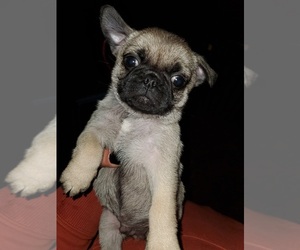 Pug Puppy for sale in AHMEEK, MI, USA