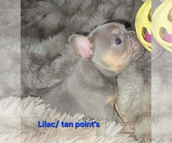 Medium Photo #6 French Bulldog Puppy For Sale in BOSTON, KY, USA