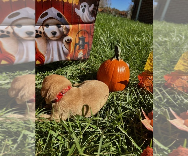 Medium Photo #3 Labrador Retriever Puppy For Sale in NEOLA, WV, USA