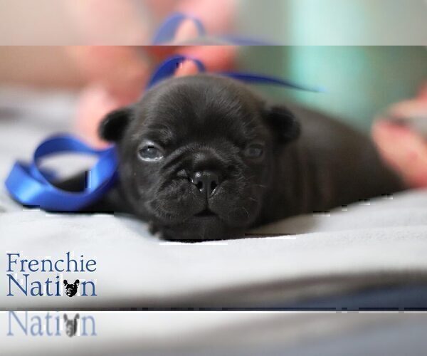 Medium Photo #11 French Bulldog Puppy For Sale in LAWRENCEVILLE, GA, USA