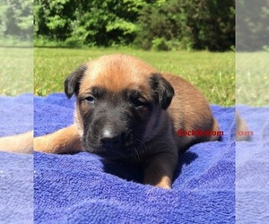 Belgian Malinois Puppy for sale in BATESVILLE, AR, USA