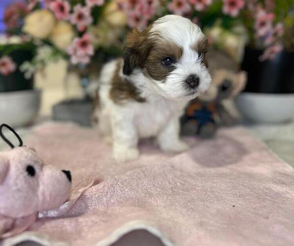 Medium Photo #5 Hava-Apso Puppy For Sale in METUCHEN, NJ, USA