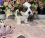 Small #4 Hava-Apso