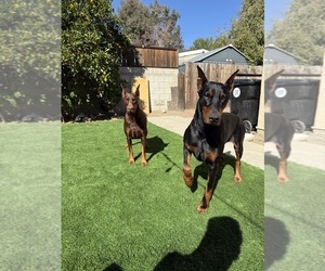 Father of the Doberman Pinscher puppies born on 10/07/2025