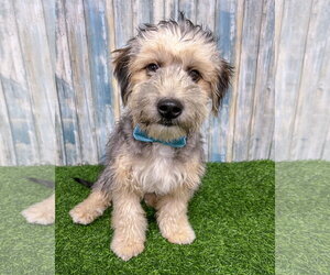 Mutt Dogs for adoption in Corona, CA, USA