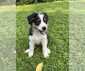 Australian Shepherd Puppy for sale in SARANAC LAKE, NY, USA