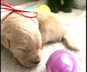 Goldendoodle Puppy for sale in MIDLAND, TX, USA
