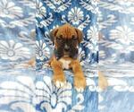 Small Photo #7 Boxer Puppy For Sale in LANCASTER, PA, USA