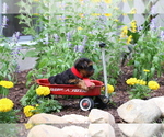 Small #3 Yorkshire Terrier