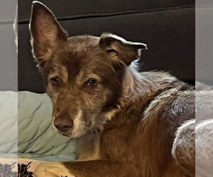 Border Collie-Unknown Mix Dogs for adoption in Canton, CT, USA