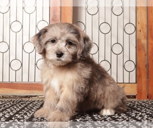 Medium ShihPoo