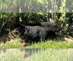 Small #26 Rottweiler