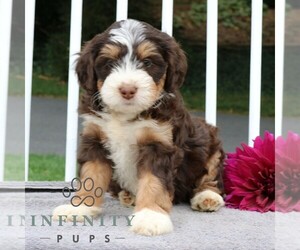 Bernedoodle (Miniature) Puppy for Sale in LANCASTER, Pennsylvania USA