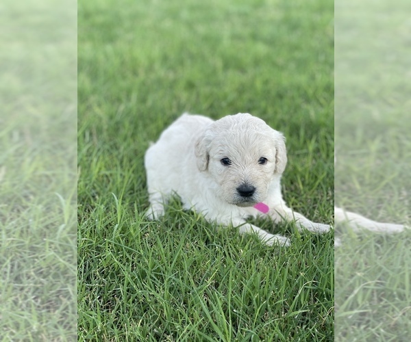 Medium Photo #10 Goldendoodle Puppy For Sale in LUBBOCK, TX, USA