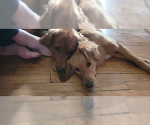 Mother of the Golden Retriever puppies born on 01/17/2026