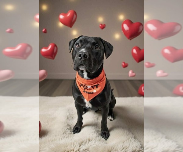 Medium Photo #1 American Pit Bull Terrier-Unknown Mix Puppy For Sale in Germantown, OH, USA