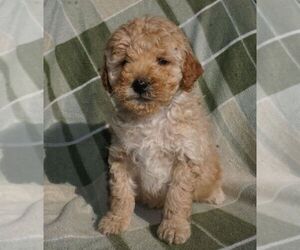 Poodle (Miniature) Puppy for sale in FORT PLAIN, NY, USA