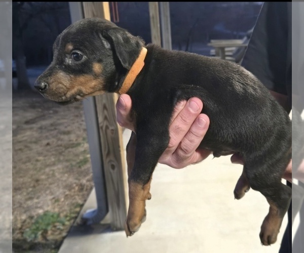 Medium Photo #31 Doberman Pinscher Puppy For Sale in BEGGS, OK, USA