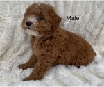 Small Photo #9 Poodle (Toy) Puppy For Sale in AUBURN, CA, USA