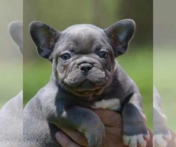 Medium Photo #1 French Bulldog Puppy For Sale in STATEN ISLAND, NY, USA