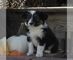 Small Photo #5 Miniature Australian Shepherd Puppy For Sale in STRASBURG, PA, USA