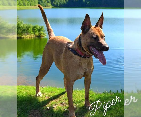 Medium Photo #3 Mutt Puppy For Sale in LOGANVILLE, GA, USA