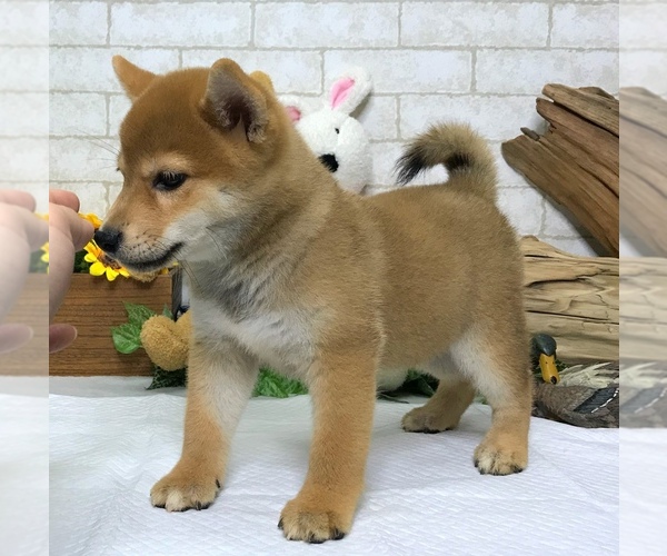 Medium Photo #4 Shiba Inu Puppy For Sale in SACRAMENTO, CA, USA