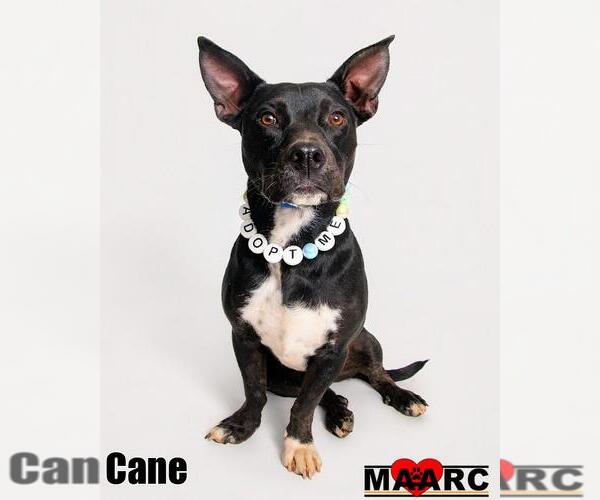 Medium Photo #1 Australian Kelpie-Basset Hound Mix Puppy For Sale in Maryville, TN, USA