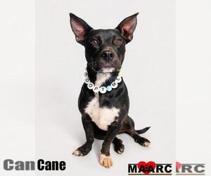 Australian Kelpie-Basset Hound Mix Dogs for adoption in Maryville, TN, USA