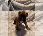 Puppy 4 Boxer