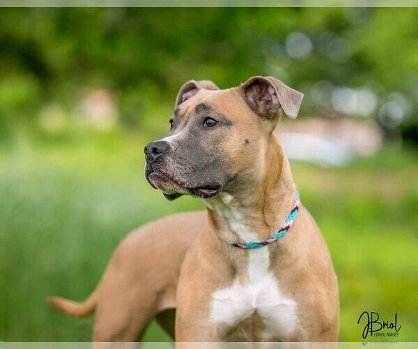 Medium Photo #2 American Pit Bull Terrier-Unknown Mix Puppy For Sale in Farmington, MN, USA