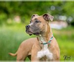 Small #1 American Pit Bull Terrier Mix