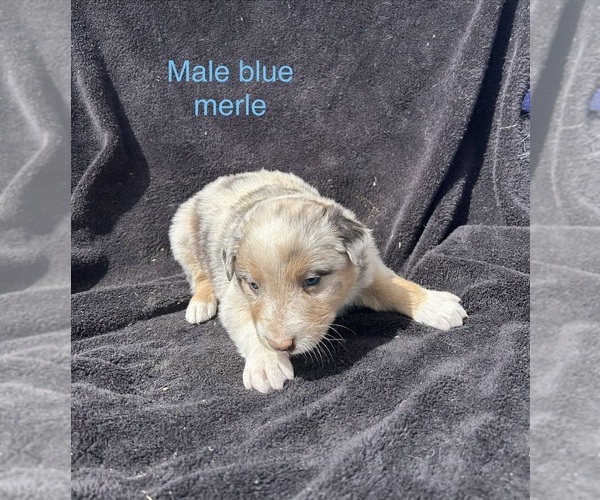 Medium Photo #9 Australian Shepherd Puppy For Sale in COTOPAXI, CO, USA