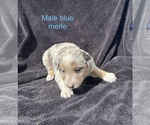Small #8 Australian Shepherd