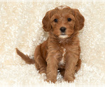 Puppy Heidi Goldendoodle (Miniature)