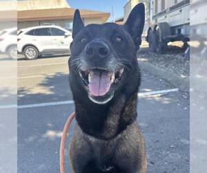 Mutt Dogs for adoption in Camarillo, CA, USA