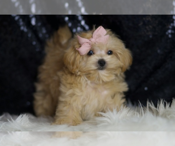 Medium Photo #4 Maltipoo Puppy For Sale in WARSAW, IN, USA