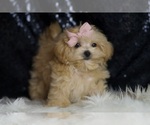 Small #3 Maltipoo