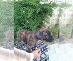 Small Photo #3 Presa Canario Puppy For Sale in ROANOKE, VA, USA