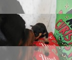 Small #3 Rottweiler
