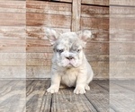 Small #1 French Bulldog