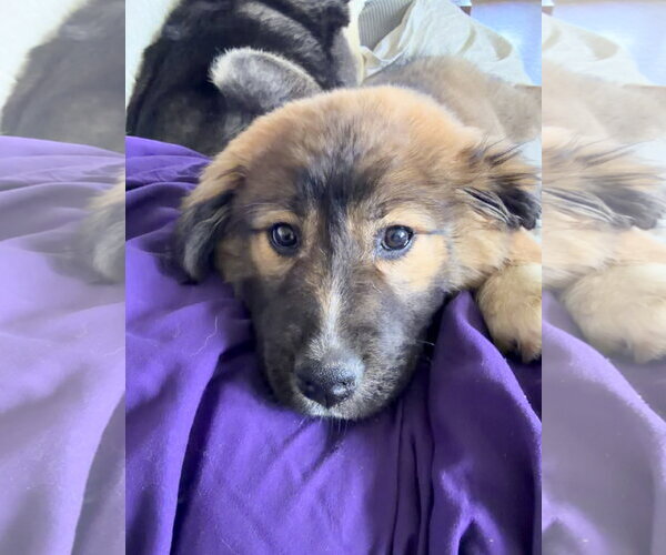 Medium Photo #4 Great Pyrenees-Unknown Mix Puppy For Sale in Polson, MT, USA
