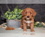 Small Photo #15 Poodle (Miniature) Puppy For Sale in WOLCOTTVILLE, IN, USA