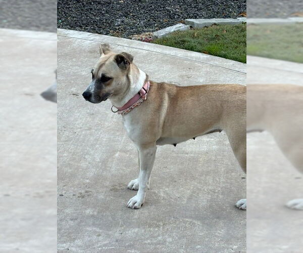 Medium Photo #4 Black Mouth Cur-Unknown Mix Puppy For Sale in Wakefield, RI, USA