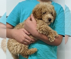 Goldendoodle (Miniature) Puppy for sale in ELKTON, KY, USA