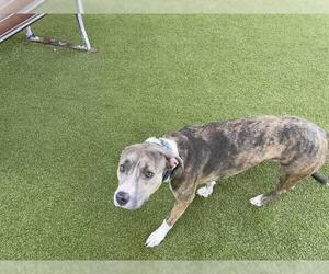 American Pit Bull Terrier-Unknown Mix Dogs for adoption in Waco, TX, USA