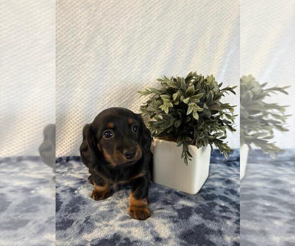 Medium Photo #1 Dachshund Puppy For Sale in LOOGOOTEE, IN, USA