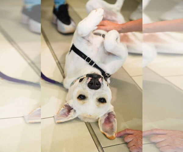 Medium Photo #21 Boxador Puppy For Sale in Princeton, MN, USA